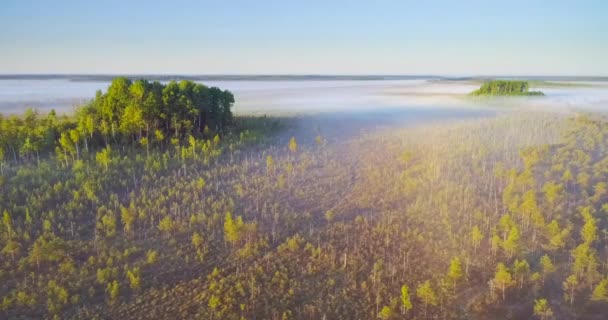 在叶利雅沼泽的雾天早晨 — 图库视频影像