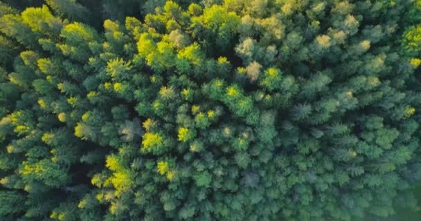 Images Aériennes Une Zone Naturelle Unique Marais Yelnya Biélorussie — Video