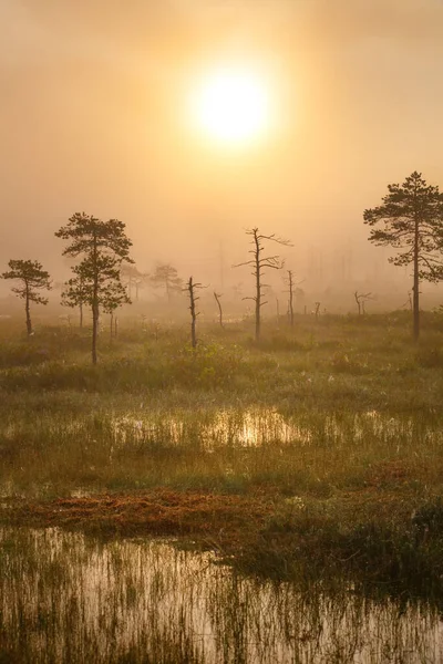 Foggy Morning Uniquie Yelnya Bog Belarus — Stock Photo, Image