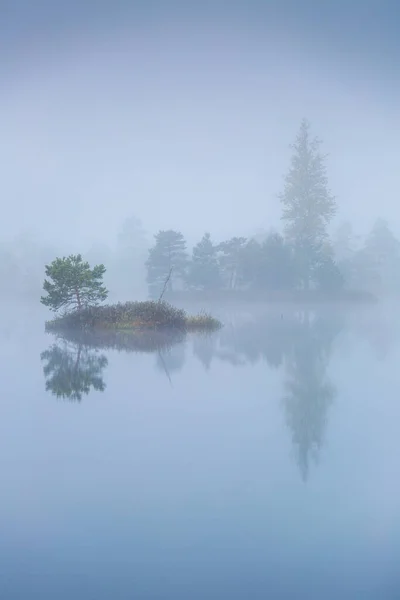 Foggy Matin Tourbière Uniquie Yelnya Biélorussie — Photo