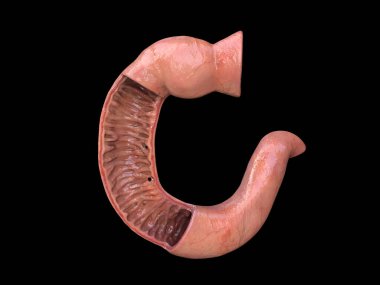 Duodenum, insan anatomisi ince bağırsağının bir parçası, ön manzara, 3 boyutlu.