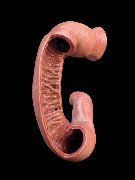 Duodenum Lidská Anatomie Část Tenkého Střeva — Stock fotografie