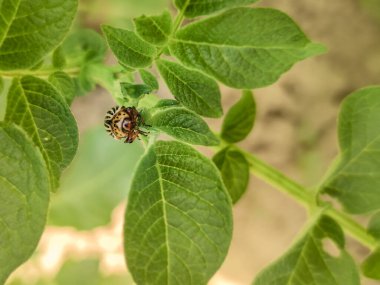 Colorado böceği patates yapraklarını genç yaşta yer. Böcekler tarladaki bir mahsulü yok eder. Vahşi yaşam ve tarım alanındaki parazitler.