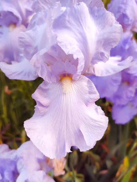 紫と紫の虹彩 クローズアップ花の自然背景 — ストック写真