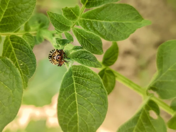 Colorado böceği patates yapraklarını genç yaşta yer. Böcekler tarladaki bir mahsulü yok eder. Vahşi yaşam ve tarım alanındaki parazitler.