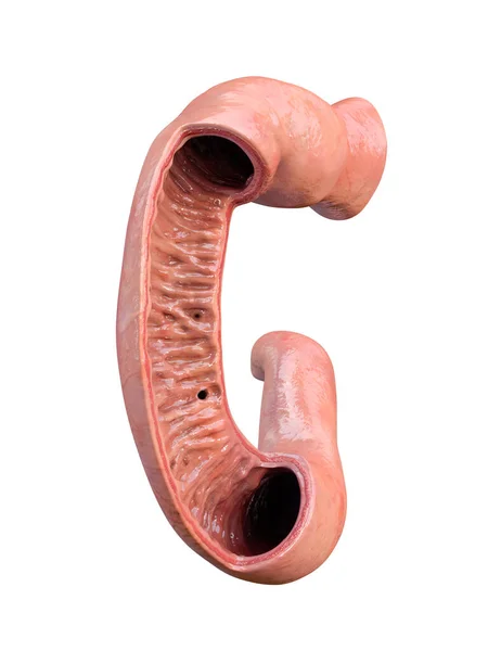 Duodenum Menschliche Anatomie Weißer Hintergrund Teil Des Dünndarms Vorderseite — Stockfoto