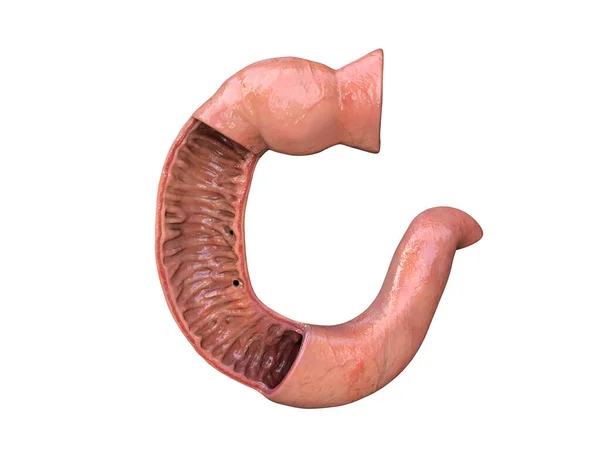 Duodenum Menschliche Anatomie Weißer Hintergrund Teil Des Dünndarms Vorderseite — Stockfoto