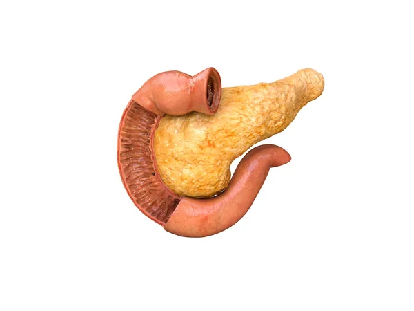 Pankreas Anatomi Manusia Pada Latar Belakang Putih Infografis Ilustrasi Medis — Stok Foto