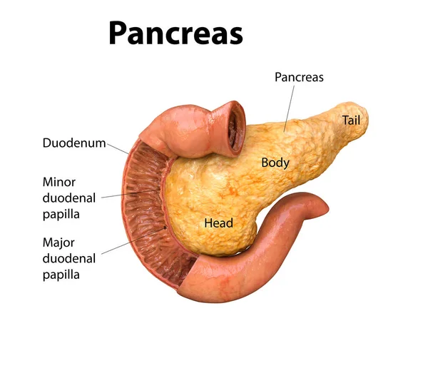 Pancreas Anatomia Umana Sfondo Bianco Infografica Illustrazione Medica Degli Organi — Foto Stock