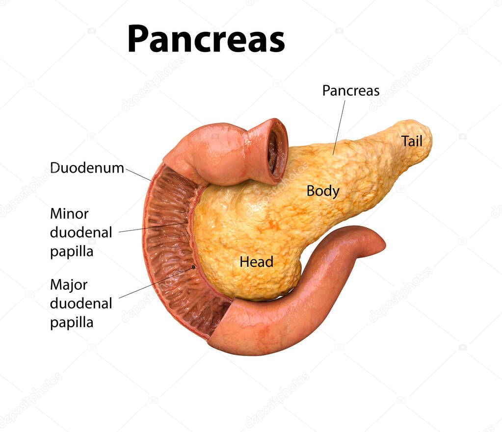 pancreas, human anatomy, on a white background, infographics, Medical illustration of the internal organs, 3D render