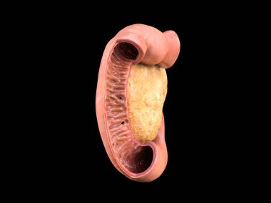 pankreas, insan anatomisi, yan görüş, siyah arkaplan, duodenum, 3D görüntüleme