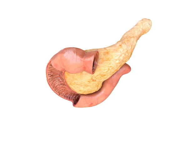 Anatomy Pancreas Top View White Background Duodenum Render — Stock Photo, Image