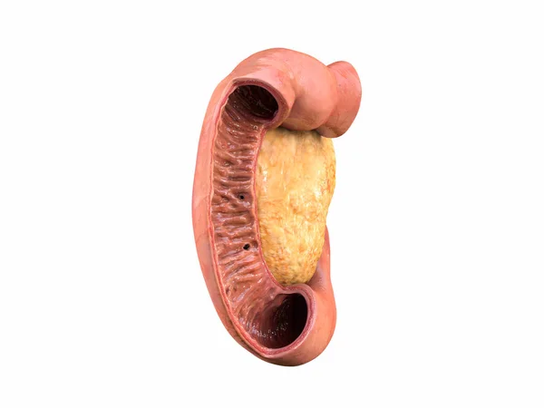 Pancréas Anatomie Humaine Vue Côté Fond Blanc Duodénum Rendu — Photo