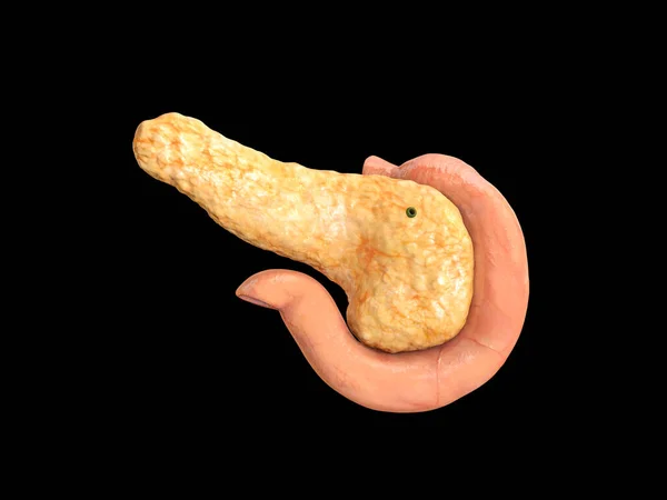 人間の解剖学 十二指腸 黒の背景 3Dレンダリング — ストック写真