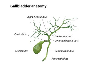 Beyaz arka planda izole edilmiş safra kesesi anatomisi, ağrı, 3 boyutlu görüntüleme