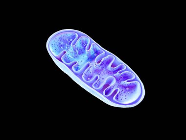 Mitokondri, hücresel organlar, enerji, hücre enerjisi ve hücresel solunum, DNA, 3D görüntüleme