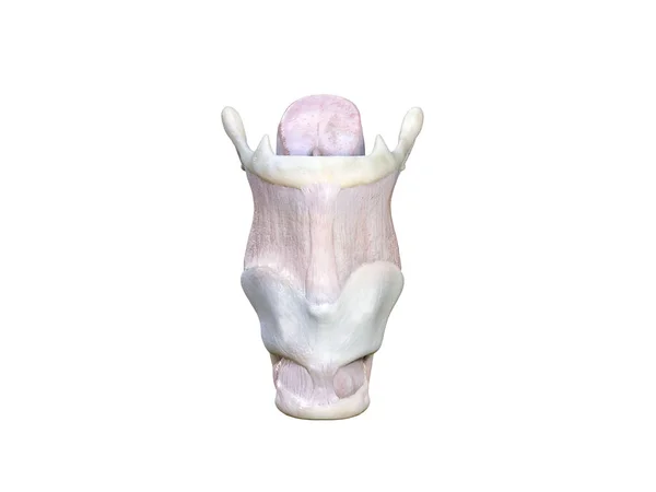 Rendu Illustration Médicalement Précise Larynx Larynx Est Composé Différents Cartilages — Photo