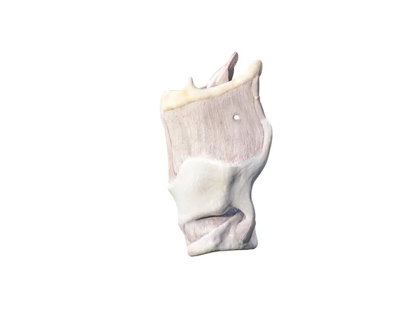 Anatomia Della Laringe Laringe Composta Diverse Cartilagini Tiroide Aritenoide Criciodo — Foto Stock