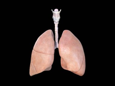 Akciğer anatomisi. Akciğer ikonu. Solunum sistemi gerçekçi illüstrasyon. İnsan tasarım elementinin iç organları, anatomi, tıp konsepti. Sağlık hizmetleri. İzole edilmiş siyah. 3B görüntüleme