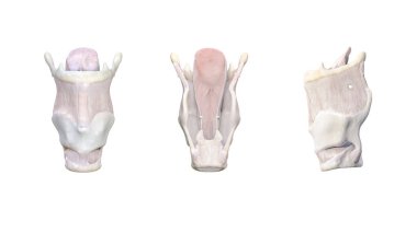 larynx anatomy, The larynx is made up of different cartilages: thyroid, arythenoid, criciod, epiglottis and hyoid bone. Vocal cords. Larynx is connected to trachea, 3d rendering clipart