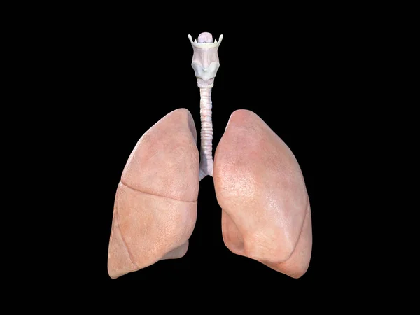 Anatomía Pulmonar Icono Pulmones Sistema Respiratorio Ilustración Realista Órganos Internos —  Fotos de Stock