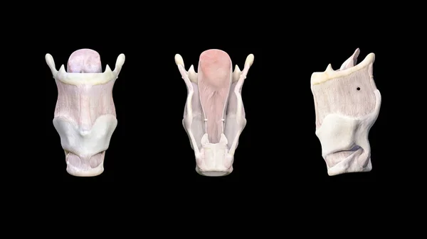 喉3D医学图像在黑色背景下的解剖 — 图库照片