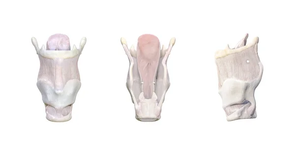 Larynx Anatomi Larynx Består Olika Brosk Sköldkörtel Arythenoid Criciod Epiglottis — Stockfoto
