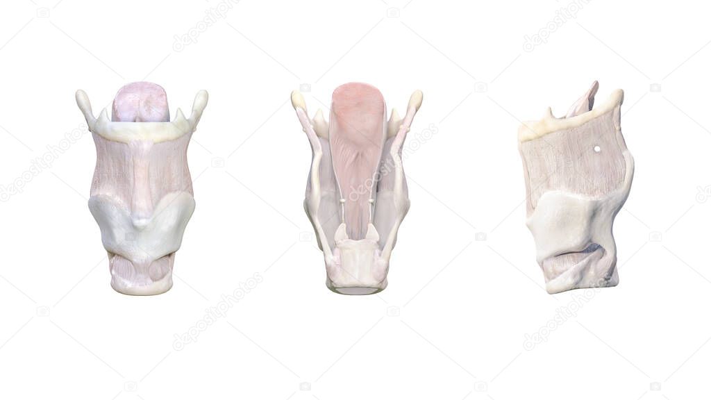 larynx anatomy, The larynx is made up of different cartilages: thyroid, arythenoid, criciod, epiglottis and hyoid bone. Vocal cords. Larynx is connected to trachea, 3d rendering