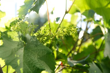 bahar üzüm asma tomurcuklanma. Yeşil artalanları güneşli gün. Tarım sezon başlangıcı