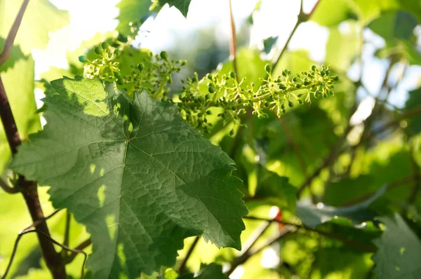 Początkujący Winogrono Winorośli Wiosna Zielony Backround Słoneczny Dzień Początek Sezonu — Zdjęcie stockowe