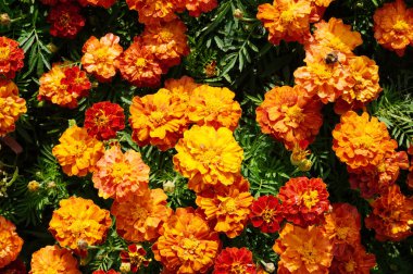 çiçek arka plan turuncu marigolds canlı bir şekilde parlak çiçek açması floş çiçek bitki üzerinde flowerbed bahçede