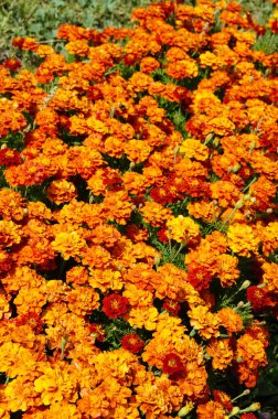 çiçek arka plan turuncu marigolds canlı bir şekilde parlak çiçek açması floş çiçek bitki üzerinde flowerbed bahçede