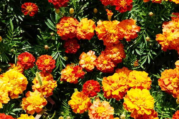 çiçek arka plan turuncu marigolds canlı bir şekilde parlak çiçek açması floş çiçek bitki üzerinde flowerbed bahçede