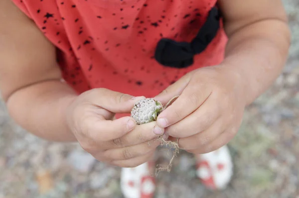 Kinderhände Halten Pflanzenknospen Der Steppe Junge Naturforscherin Erkundet Neue Flora — Stockfoto