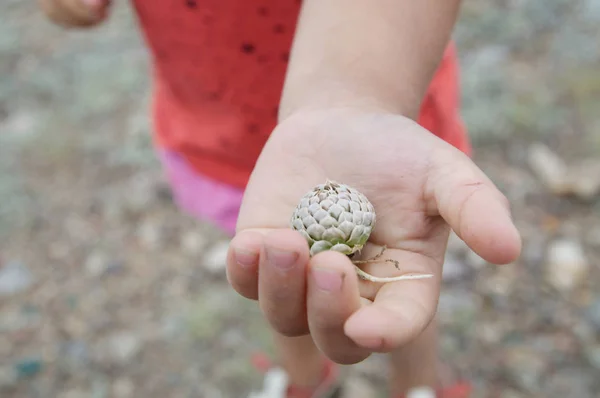 Kind Hält Pflanze Hand Blütenknospe Der Steppe Junge Naturforscherin Erkundet — Stockfoto