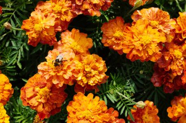 çiçek arka plan turuncu marigolds canlı bir şekilde parlak çiçek açması floş çiçek bitki üzerinde flowerbed bahçede