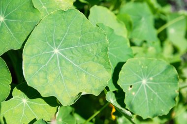 Nasturtium yeşil yaprak. arka plan parlak floş flowerbed tarih içinde belgili tanımlık bahçe bitki
