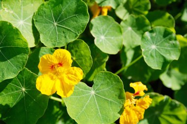 Nasturtium sarı çiçek ve yaprak yeşil. arka plan parlak floş flowerbed tarih içinde belgili tanımlık bahçe bitki