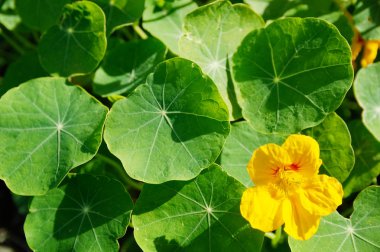 Nasturtium sarı çiçek ve yaprak yeşil. arka plan parlak floş flowerbed tarih içinde belgili tanımlık bahçe bitki