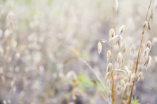 Sfondo Cerealicolo Autunno Giornata Sole — Foto Stock