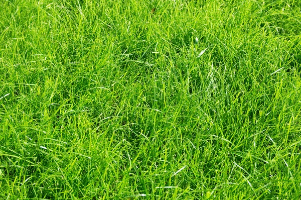 Γκαζόν Φόντο Φρέσκο Πράσινο Χορτάρι Στον Κήπο Έντονα Λαμπερό Πράσινο — Φωτογραφία Αρχείου