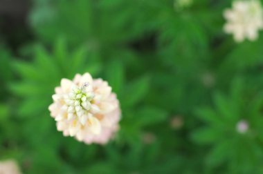 Beyaz lupin çiçeği, acı bakla Çiçek bahçesinde Üstten Görünüm