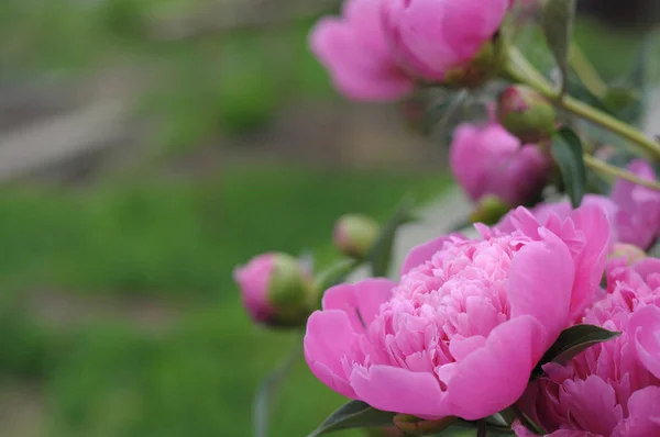 Fleur Pivoine Rose Fleurissant Été — Photo
