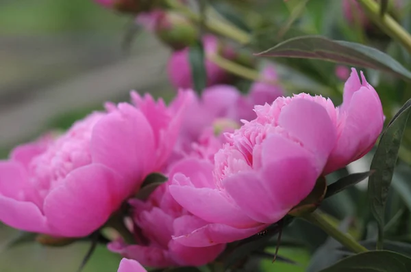 Fleur Pivoine Rose Fleurissant Été — Photo