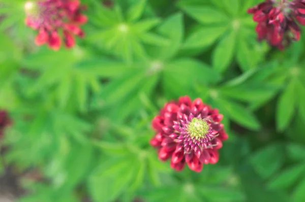 Ovanifrån Röd Lupin Blossom Lupine Blomma Trädgården Utrymme För Text — Stockfoto