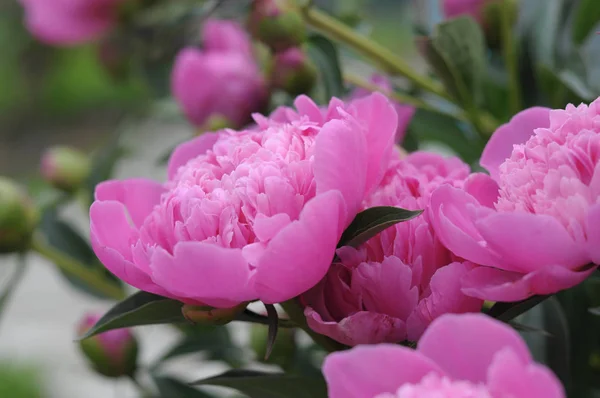 Flor Peônia Lilás Florescendo Primavera — Fotografia de Stock