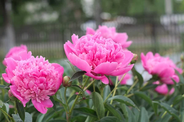 Fleur Pivoine Lilas Fleurissant Printemps — Photo