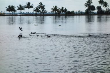 Hindistan, Kerala 'daki tuzlu su gölleri, göller, kanallar ve nehirlerden oluşan durgun bir ağ.