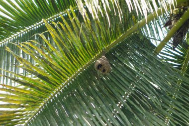 Palmiye ağacı (bilimsel sınıflandırma Arecaceae) yaprakları yuvaya yakın durur