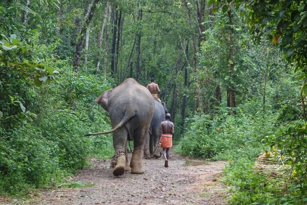 Kerala Indien Kirca Oktober 2017 Elefanten Zoo Von Abhayaranyam — Stockfoto